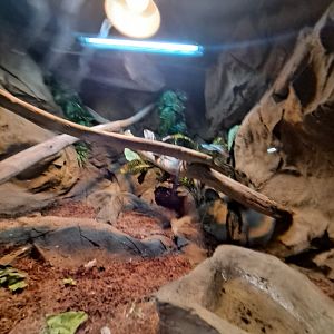 Large empty complete terrarium (4/19/25)