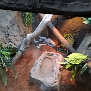 Ball Python Exhibit (4/19/25)