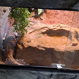 Savanna Monitor (Cowboy) Exhibit (4/19/25)