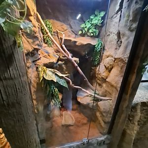 Diamond Python Exhibit (4/19/25)
