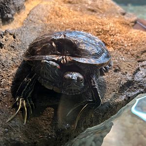 Chopstix the 2-headed Red-Eared Slider (4/19/25)