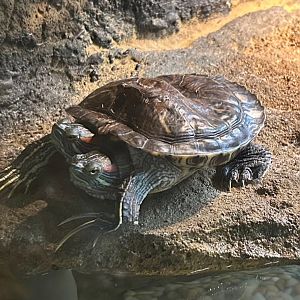 Chopstix the 2-headed Red-Eared Slider (4/19/25)