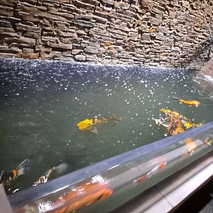 Indoor Koi (4/19/25)