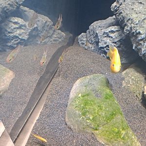 Parrot Cichlid and Ram Cichlids (4/19/25)