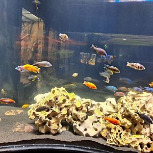 Cichlid ID Help Wanted! (4/19/25)