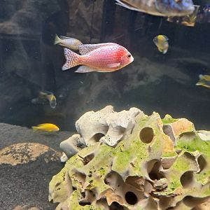 Cichlid ID Help Wanted! (4/19/25)