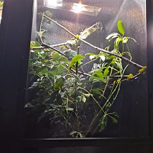 Chameleon ID? (4/19/25)