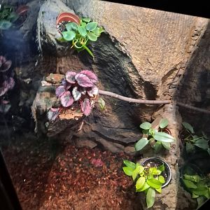 New Caledonian Gecko ID? (4/19/25)