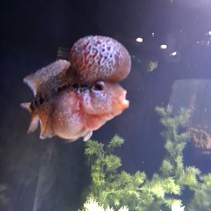 Flowerhorn (4/19/25)