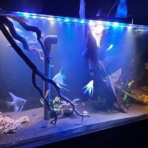 Zigzag Amazon Tank (4/19/25)