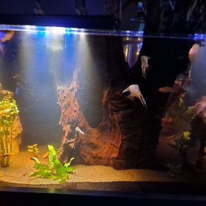 Zigzag Amazon Tank (4/19/25)
