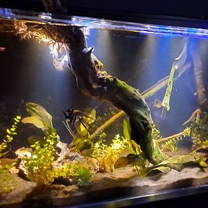 Zigzag Amazon Tank (4/16/25)