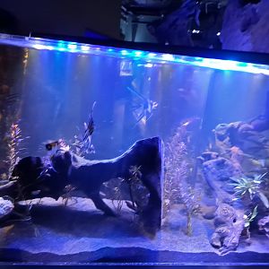 Zigzag Amazon Tank (4/19/25)