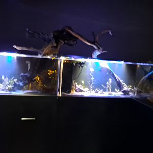 Zigzag Amazon Tank (4/19/25)