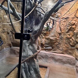 Linne's Two-Toed Sloth Exhibit (4/19/25)