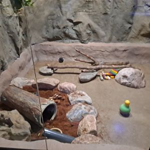 Six-Banded Armadillo Exhibit (4/19/25)
