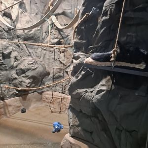 Binturong Exhibit (4/19/25)