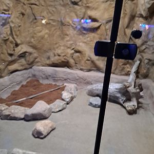 Empty "blank slate" future mammal exhibit (4/19/25)