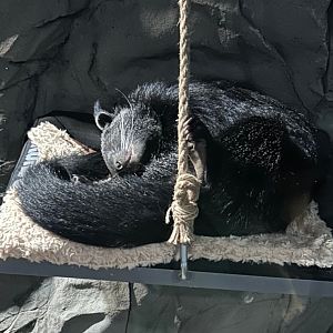 Binturong (4/19/25)