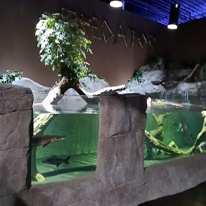 "Giant Predator Fish" Tank (4/19/25)