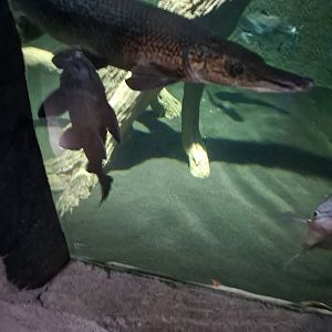 Alligator Gar/Plecostomus/Giant Gourami ("Giant Predator Fish" tank, (4/19/25)