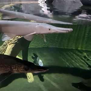 Alligator Gars/Giant Gouramis ("Giant Predator Fish" Tank, (4/19/25)