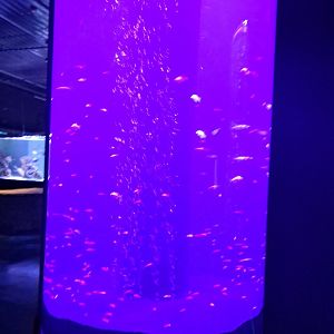Strange GloFish tube (4/19/25)