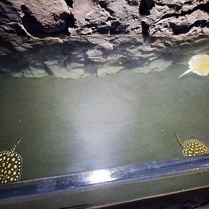 Xingu River Rays (4/19/25)