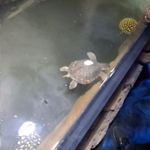 Fly River Turtle (possibly "Mike") and Xingu River Rays (4/19/25)