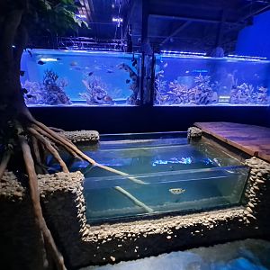 Banded Archerfish and First Reef Tanks (4/19/25)
