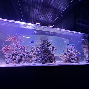 Fish ID Help Wanted! (4/19/25)