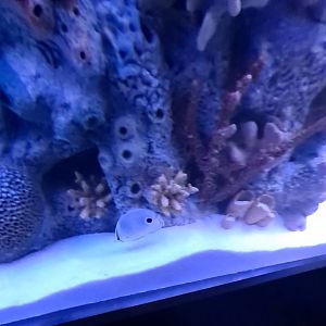 Foureye Butterflyfish? (4/19/25)