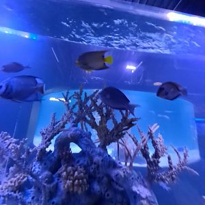 Angelfish ID + Atlantic Blue Tangs? (4/19/25)