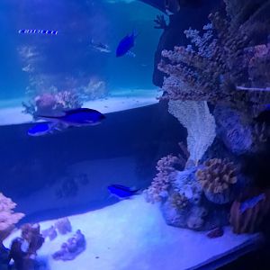 Blue Reef Chromis? (4/19/25)