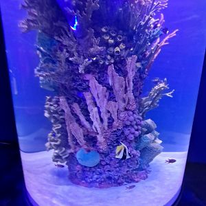 Pennant Coralfish/Blackbar Soldierfish (Overhead tunnel arch, (4/19/25)