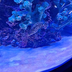 Humpback Grouper (Overhead tunnel arch (4/19/25)