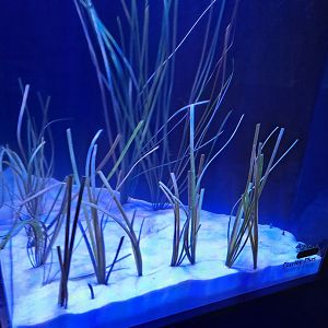 Spotted Garden Eel/Mandarinfish tank (4/19/25)