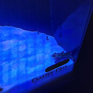 Mandarinfish/Spotted Garden Eels (4/19/25)