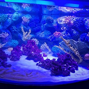 Coral but no fish yet (4/19/25)