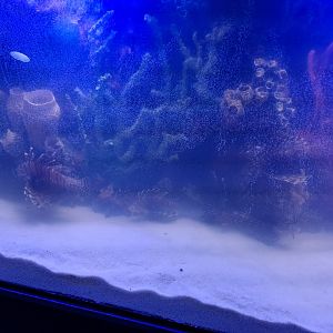 Red Lionfish (4/19/25)