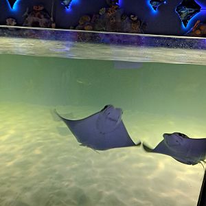 Cownose Ray Touch Tank (4/19/25)