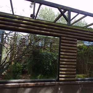 Silvery marmoset enclosure 7.7.24