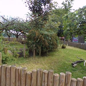Aldabra giant tortoise enclosure 7.7.24