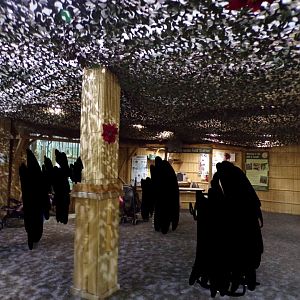 View inside Gibbon Forest 7.7.24