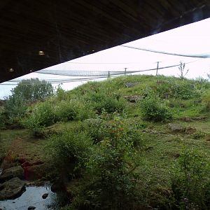 Snow leopard enclosure 7.7.24