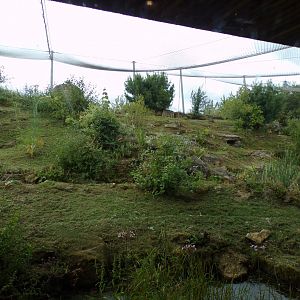 Snow leopard enclosure 7.7.24