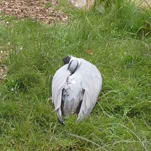 Demosielle crane 7.7.24