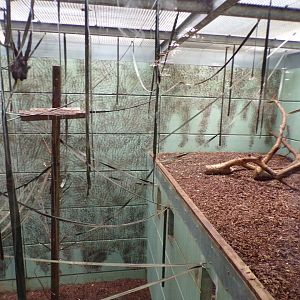 Northern white-cheeked gibbon indoors 7.7.24