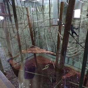 Northern white-cheeked gibbon indoors 7.7.24