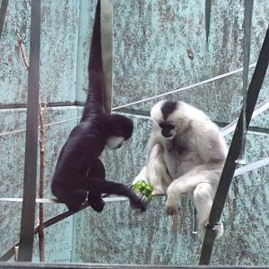 Northern white-cheeked gibbons 7.7.24